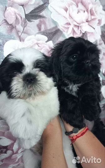 Щенки Ши-тцу