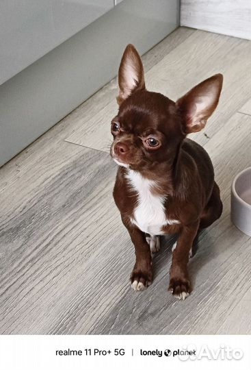 Чихуахуа мини