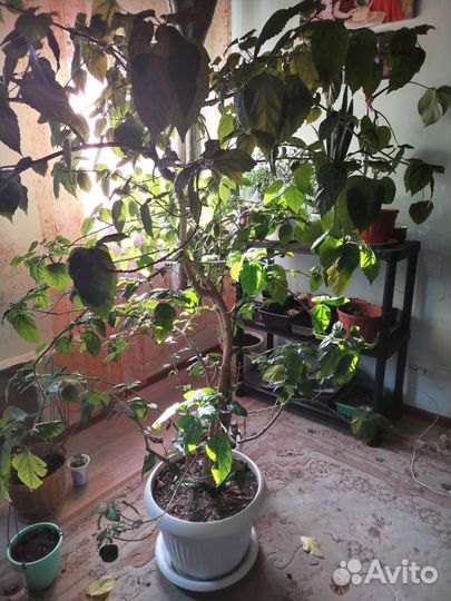 Гибискус китайская роза