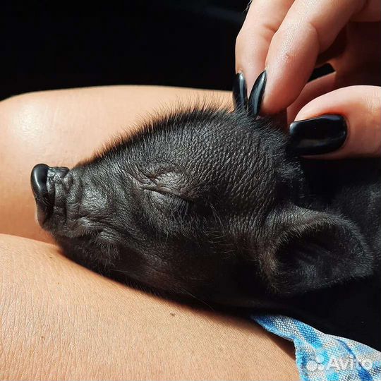 Вьетнамские поросята