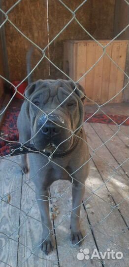 Шарпей вязка