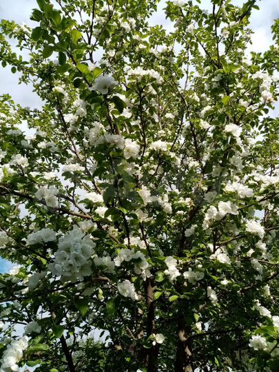 Дом 29 м² на участке 34 сот.