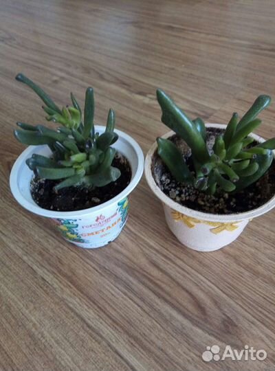 Красула хоббит