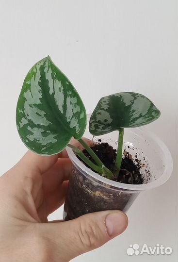 Сингониум, пеперомия, монстера и др