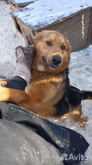Собака в добрые руки