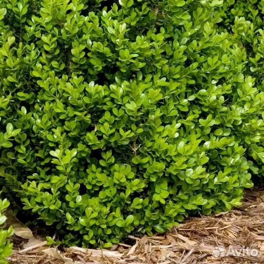 Самшит саженцы
