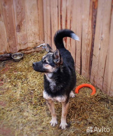 В добрые руки