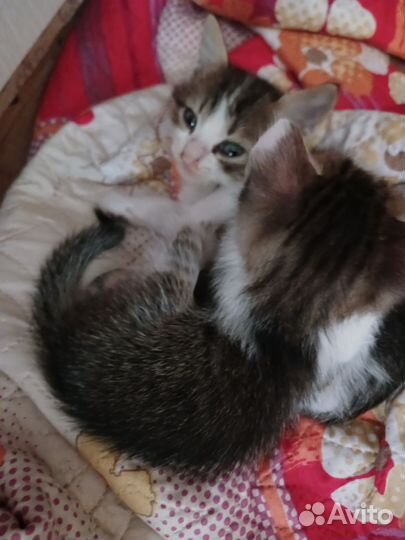 Шотландская