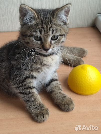 Малыш крепыш2,5 месяца