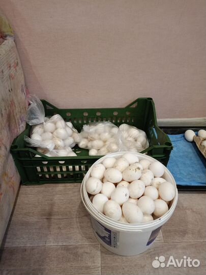 Куры молодки несушки