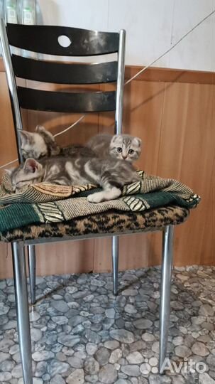 Шотландские котята