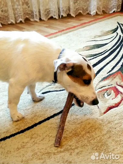 Лакомство для собак. Ниже рынка