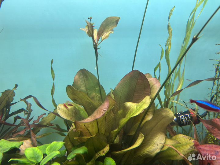 Растения для аквариума