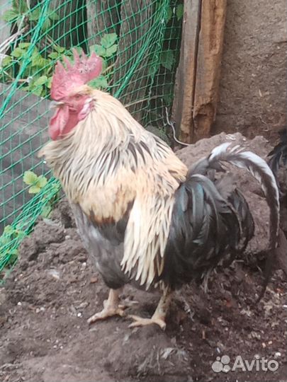 Петухи