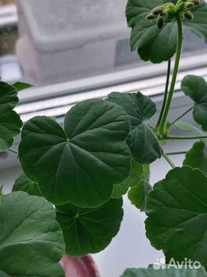 Герань пеларгония розебудная