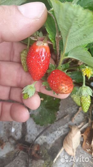 Рассада ремонтантной