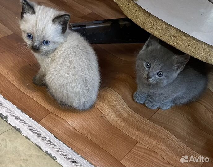 Котята в добрые руки