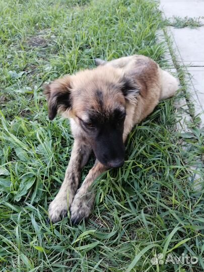 Отдам в добрые руки