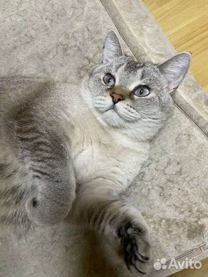 Британский котик Симба