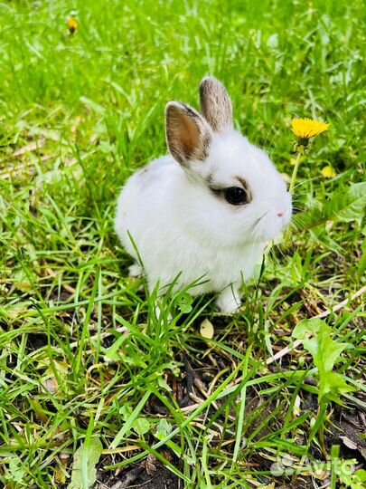 Карликовые цветные кролики