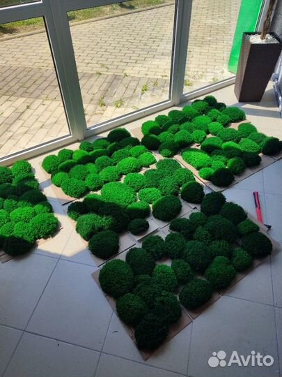 Королевские кочки мох премиум качества