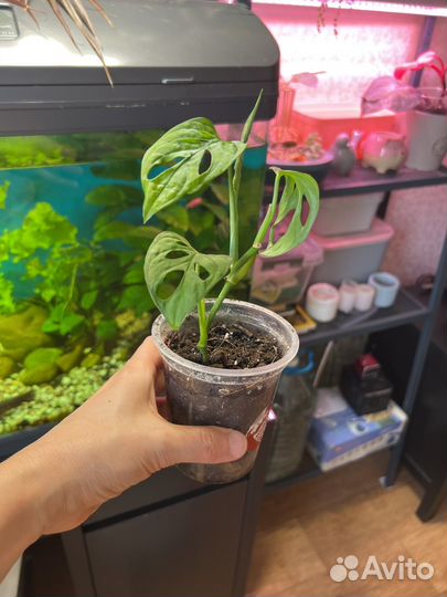 Монстера манки маск