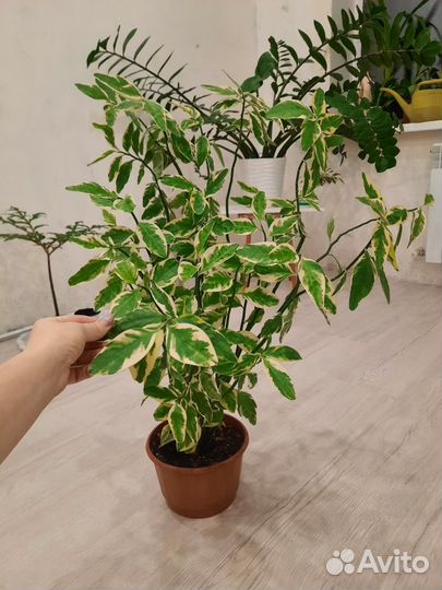 Педилантус