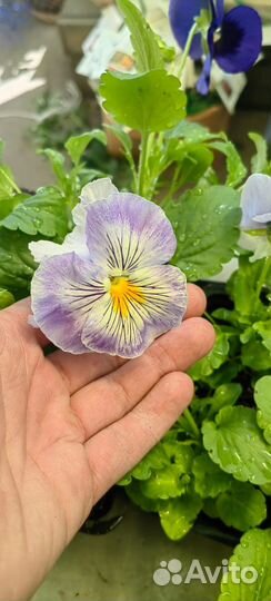 Гортензии спирея лапчатка газон ели доставим/садим