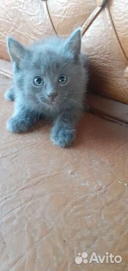 Отдадим котят