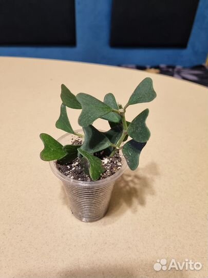 Хойя манипуренсис