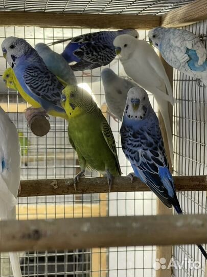 Певчие попугаи и другие