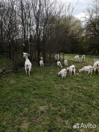 Козы дойные и молодые козлята