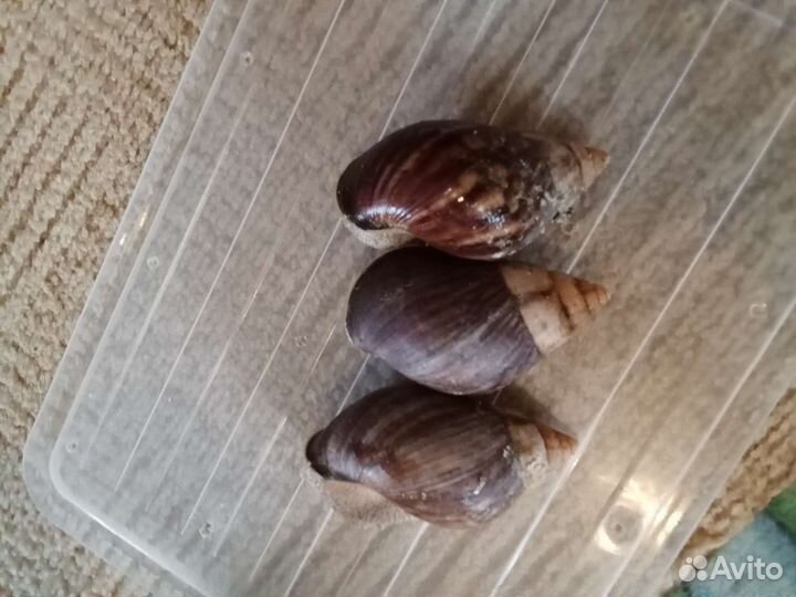 Улитки ахатины и архахатины