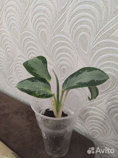 Аглаонемы-3
