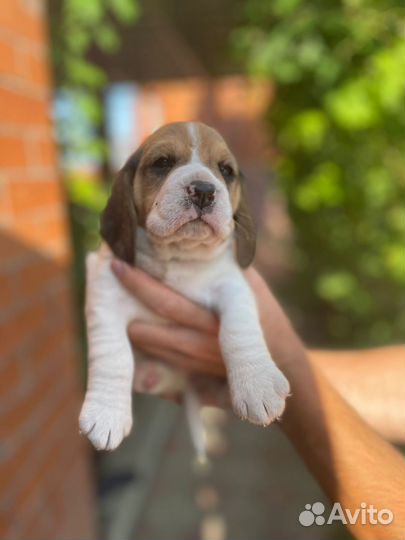 Щенки Бигль