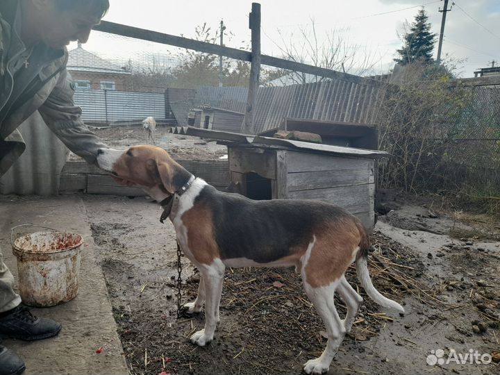 Продам собаку, рпг