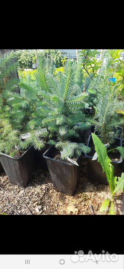 Ель голубая глаука