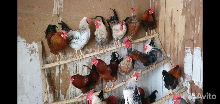 Молодые петушки