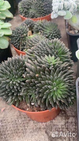 Теплица с суккулентами