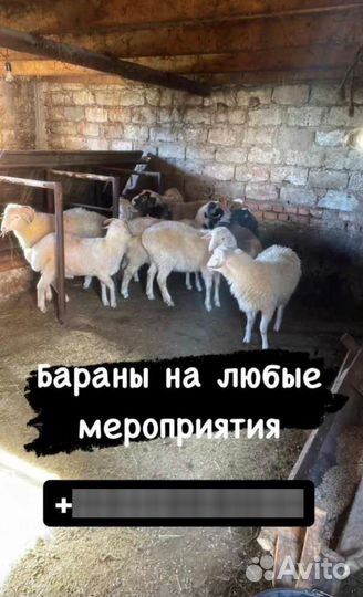 Овцы барашки