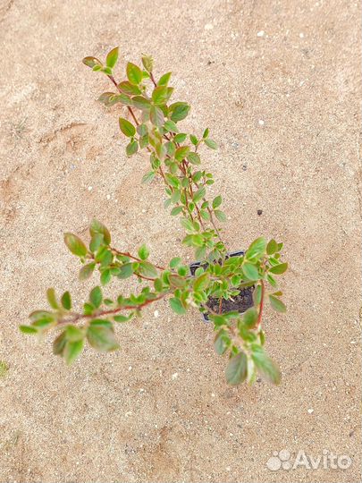 Кизильник блестящий