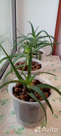 Алоэ лечебный