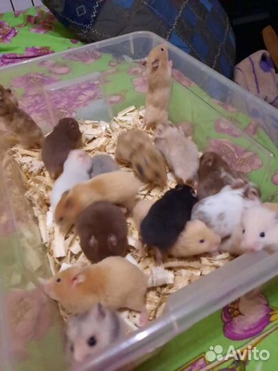 Сирийский хомяк оптом