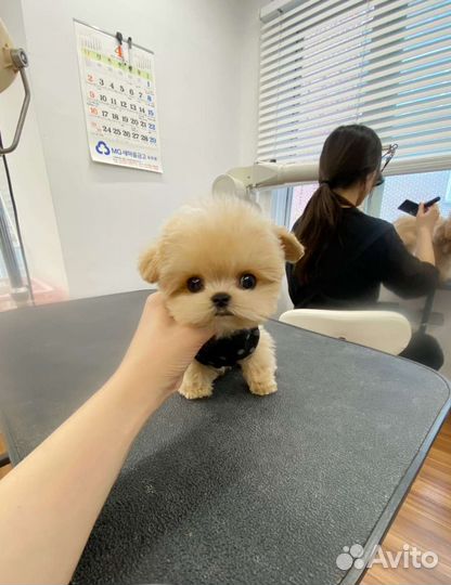 Мальтипу Тикап из Кореи