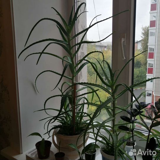 Алоэ древовидное, каланхоэ