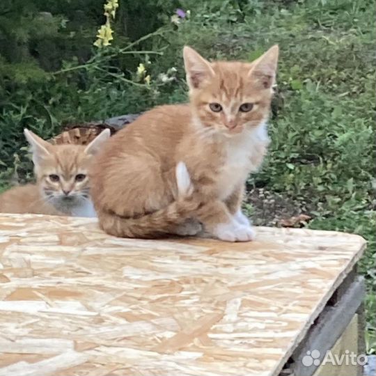 Котенок рыжий в дар