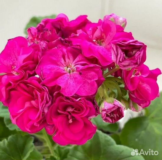 Пеларгония герань