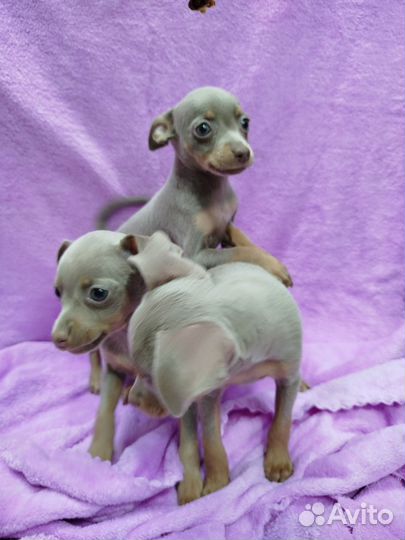 Щенки