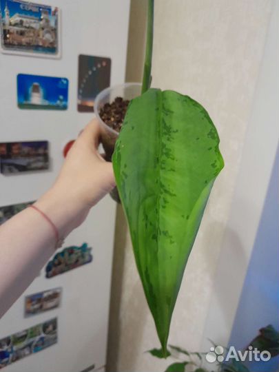 Аглаонема Фридман