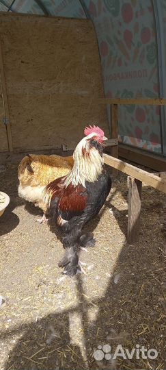 Молодые петухи